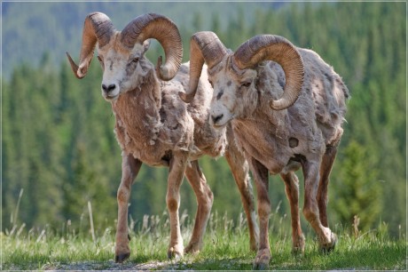 Bighorn sheep
