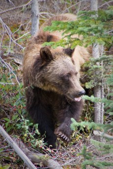 You may encounter bears, although the risk is much smaller than it used to be